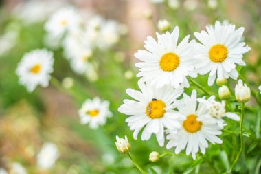 Yaz güneşli bahçesinde büyük bahçe chamomiles.