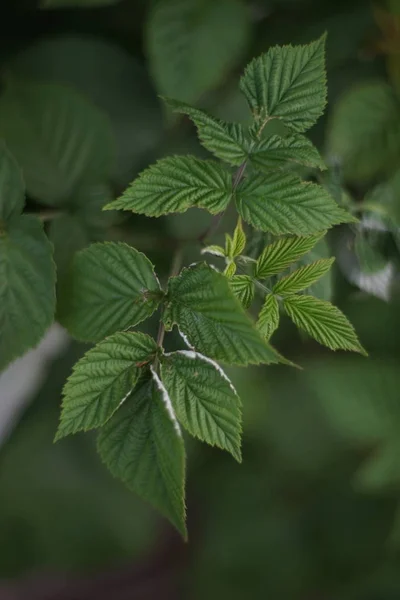 Hojas jóvenes de frambuesa en el jardín — Foto de Stock