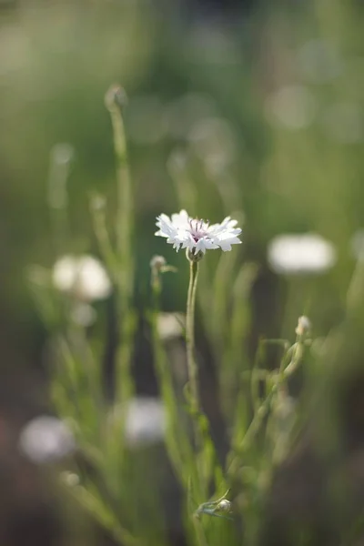 白色玉米花在阳光明媚的草地特写. — 图库照片