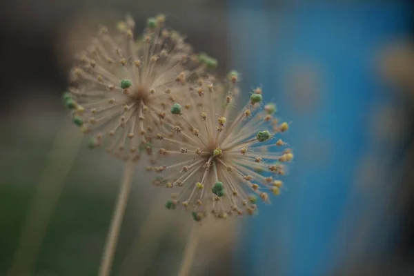 Dwa okrągłe kolczaste kwiaty, głowa nasion w ogrodzie — Zdjęcie stockowe