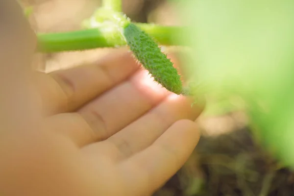 Yeşil küçük salatalık ve kadın el closeup — Stok fotoğraf