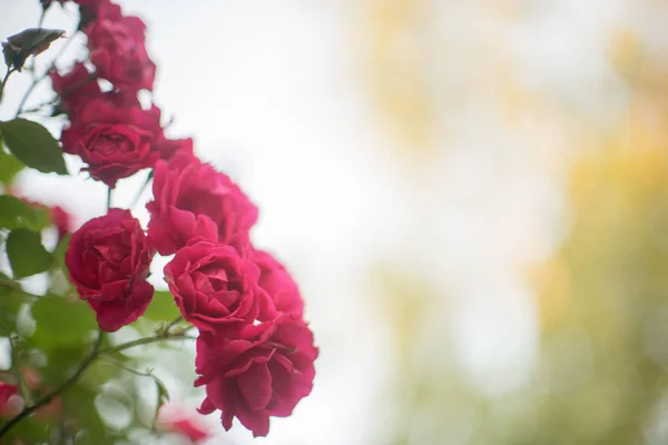 Rote Rosen wachsen im Sommergarten — Stockfoto