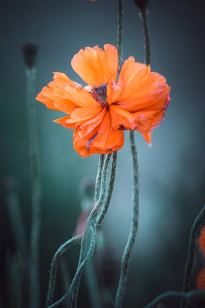 자연 배경에 오렌지 양귀비 꽃의 글레이드. — 스톡 사진