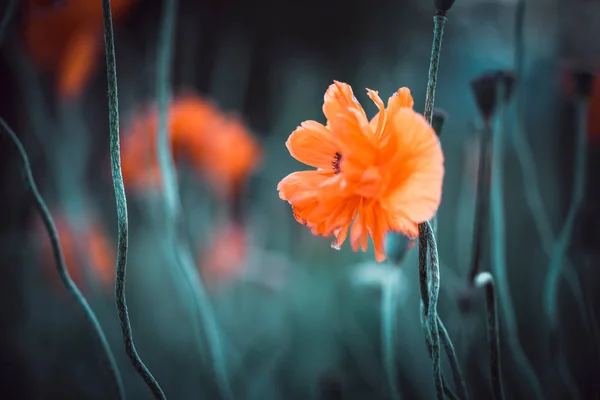 Glade of orange poppy flowers on a natural background. — Stock Photo, Image