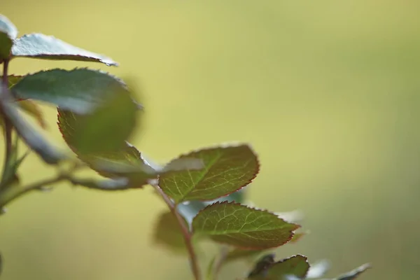 Hermosas hojas verdes nuevas de flor de rosa — Foto de Stock