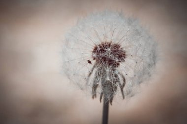 Bahar bahçesinde yuvarlak kabarık karahindiba çiçeği