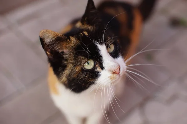 삼색 고양이 초상화, 녹색 눈으로 클로즈업 얼굴. — 스톡 사진