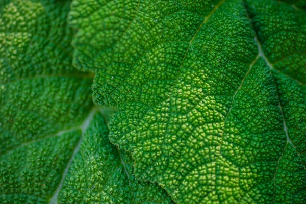 Vlezige bladeren kliswortel macro foto voor achtergrond. — Stockfoto