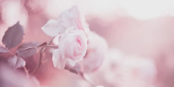 Blassrosa Rosen blühen im Garten. — Stockfoto