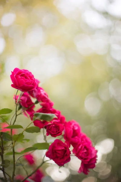 Red roses bush grow in summer garden — Stock Photo, Image