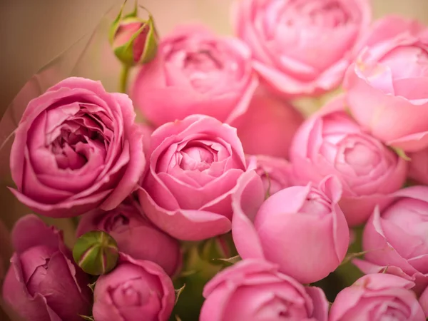 Γκρο πλαν χλωμό λεπτή παιωνία τριαντάφυλλα. Επιλεκτική εστίαση, μαγικό φως — Φωτογραφία Αρχείου
