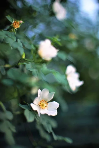 로즈힙 관목, 아름다운 보케와 꽃 식물. — 스톡 사진