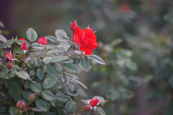 Ein Strauch roter Kletterrosen, Rosenblüte — Stockfoto