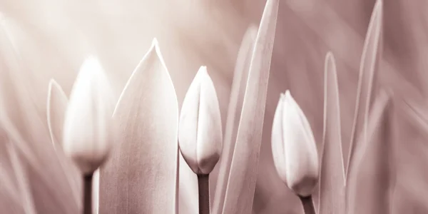 Les jeunes tulipes crémeuses poussent dans le jardin du printemps — Photo