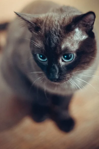 Braune siamesische Katze sitzt auf einem Holztisch — Stockfoto