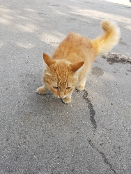 Рыжая кошка на асфальтовой дороге . — стоковое фото