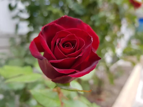 Tmavě červená růžová květina roste v zahradě zblízka — Stock fotografie