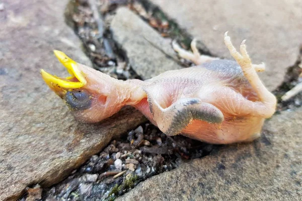 Vogelbaby ohne Federn mit gelbem Schnabel, aus dem Nest gefallen. — Stockfoto