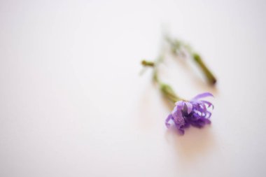 Hindiba tek yabani orman mavi çiçek