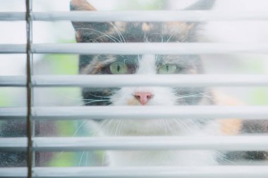 Komik üç renkli kedi pencereden dışarı bakmak.