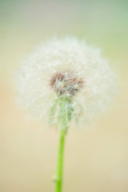 Bahar bahçesinde yuvarlak kabarık karahindiba çiçeği