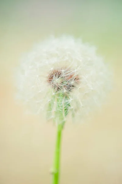 Round fluffy dandelion flower in spring garden — Stock Photo, Image
