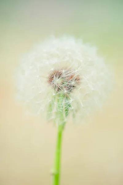 Runda fluffiga maskros blomma i vår trädgård — Stockfoto