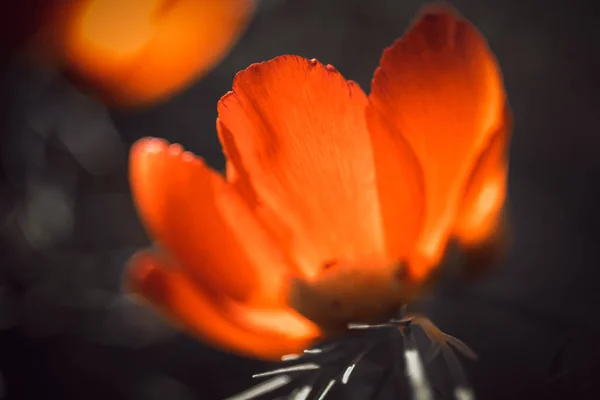 Open bud of the red peony growing in the garden, close-up, the sun shines through the petals — Stock Photo, Image