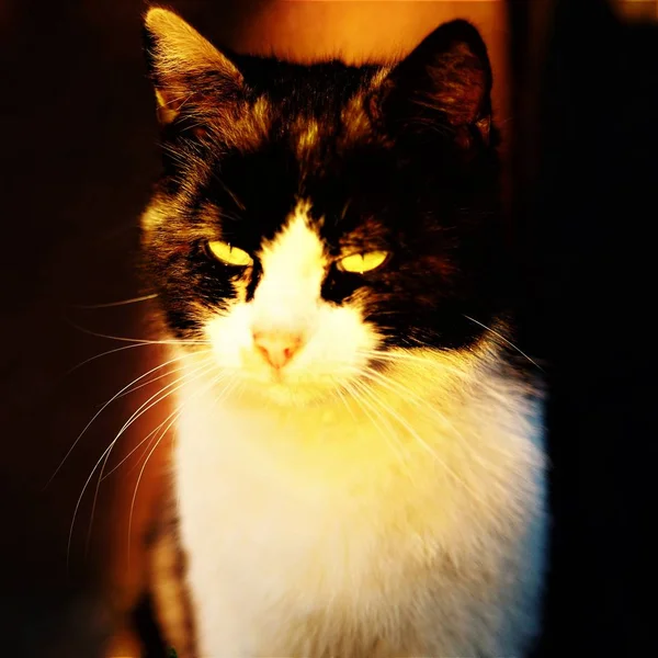 Cat portrait closeup at sunset with sunlight in eyes — Stock Photo, Image