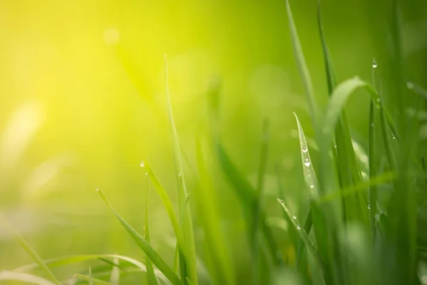 Fondo floral natural, hierba verde con hermosa luz — Foto de Stock