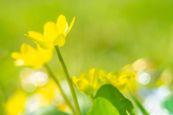 Kis sárga virágok nőnek egy napsütötte réten. Kisebb vérfű, Buttercup család. — Stock Fotó