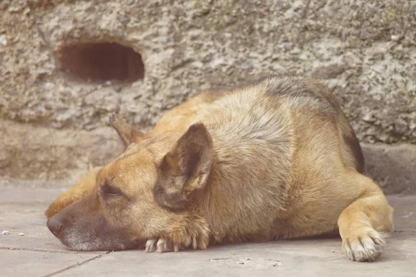 德国牧羊犬休息的肖像 — 图库照片