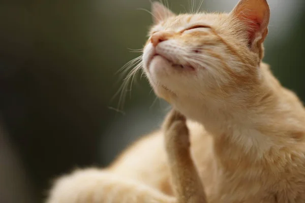 Pata de gato arranha atrás da orelha, retrato closeup ao ar livre. Pulgas e carraças em animais domésticos — Fotografia de Stock