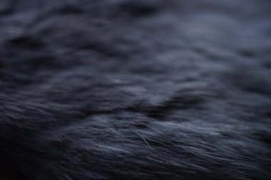 Koyu gri tavşan kürkü yakın çekim, makro fotoğraf