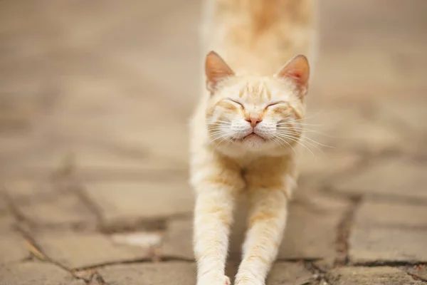 Niedliche Ingwerkatze streckt sich mit geschlossenen Augen auf der Straße — Stockfoto