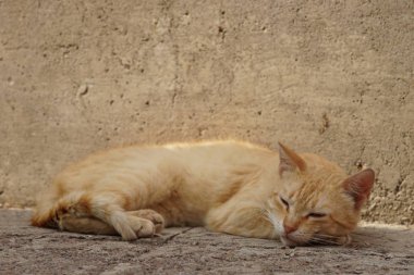Güzel zencefil kedi taş zemin açık rahatlatıcı