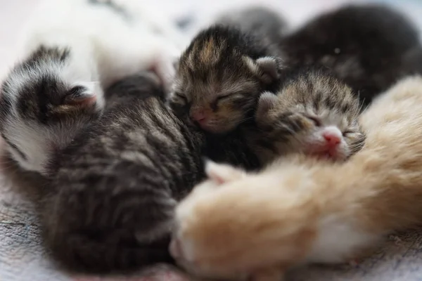 Newborn kittens sleeping, cute baby animals sleep