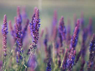 Gün batımında lavanta, mor çiçekler tarlası