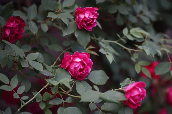Svěží keř tmavě růžových růží, které rostou v zahradě, kvetou purpurové květiny. — Stock fotografie