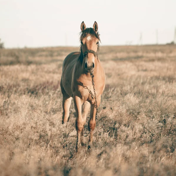 Samotny brązowy koń pastwiski w ten lato pole przy zachód słońca — Zdjęcie stockowe