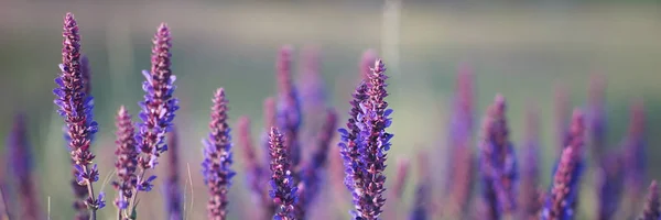 Lavendel bei Sonnenuntergang, Feld lila Blüten — Stockfoto
