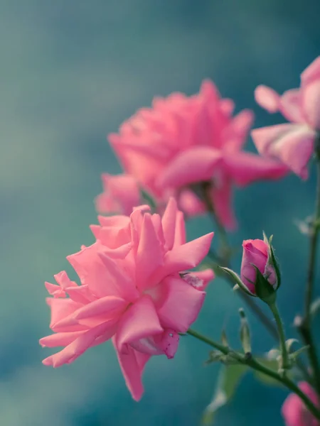 Rose rosa con boccioli aperti crescono in giardino su sfondo blu — Foto Stock