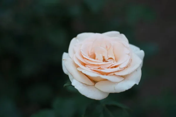 В саду растет кремовая роза, открываются несколько закрытых бутонов и пышный цветок — стоковое фото