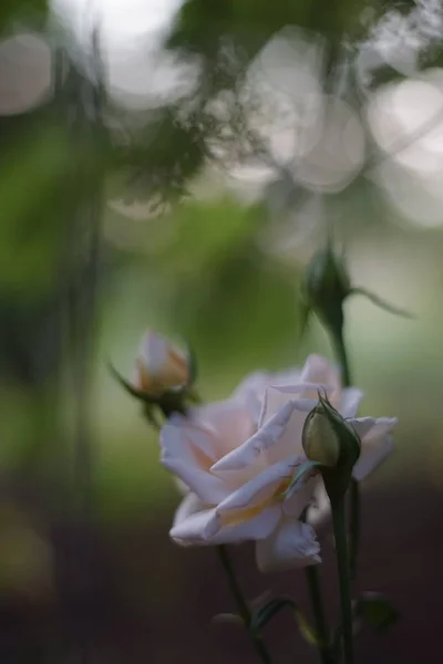 Όμορφο κρεμώδες τριαντάφυλλο που αναπτύσσεται στον κήπο, μερικά κλειστά μπουμπούκια ένα — Φωτογραφία Αρχείου