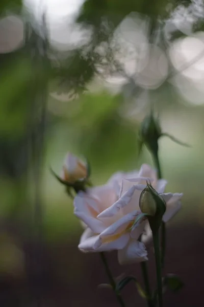 Bela rosa cremosa crescendo no jardim, alguns botões fechados um — Fotografia de Stock