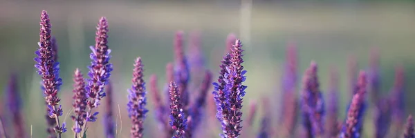 Lavanda al atardecer, campo de flores púrpuras — Foto de Stock