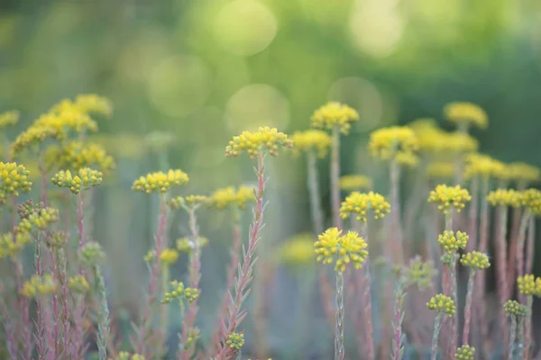 Flores amarillas creciendo en un campo de cerca — Foto de Stock