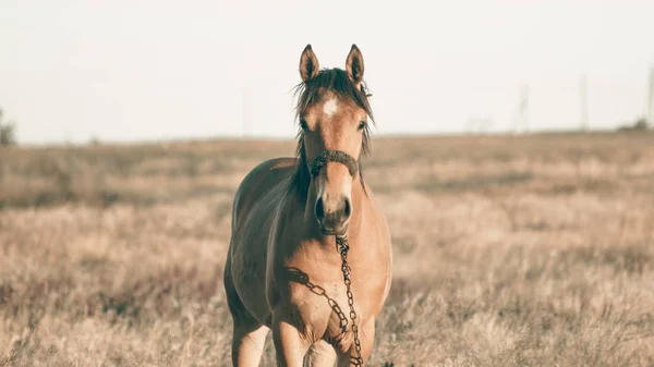 Cavalo castanho solitário pastando no campo de verão ao pôr do sol — Fotografia de Stock