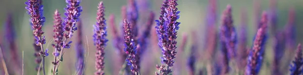 Lavanda al atardecer, campo de flores púrpuras — Foto de Stock