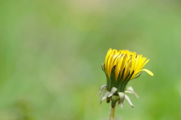 Sarı karahindiba yaz bahçesinde büyümek, çekim, yan görünüm — Stok fotoğraf
